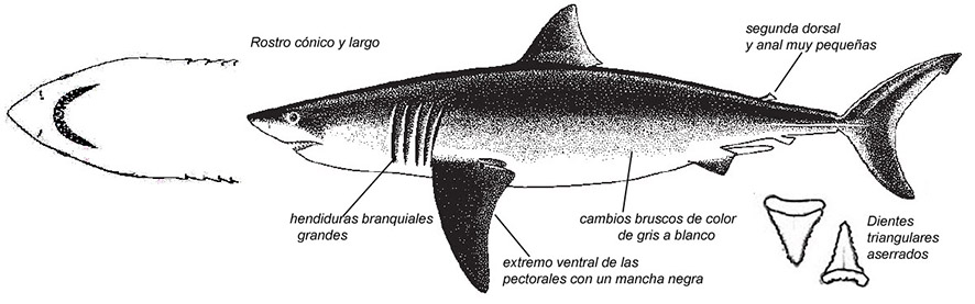 Carcharodon carcharias_01.jpg